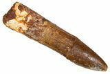 Fossil Sauropod Dinosaur (Titanosaur) Tooth - Morocco #333718-1